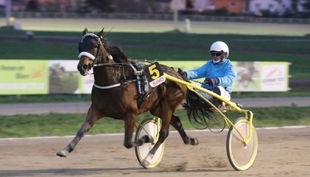 pferdesportpark berlin karlshorst pferde rennsport