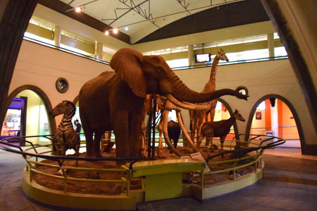 Nairobi-National-Museum-Animal-Display.jpg