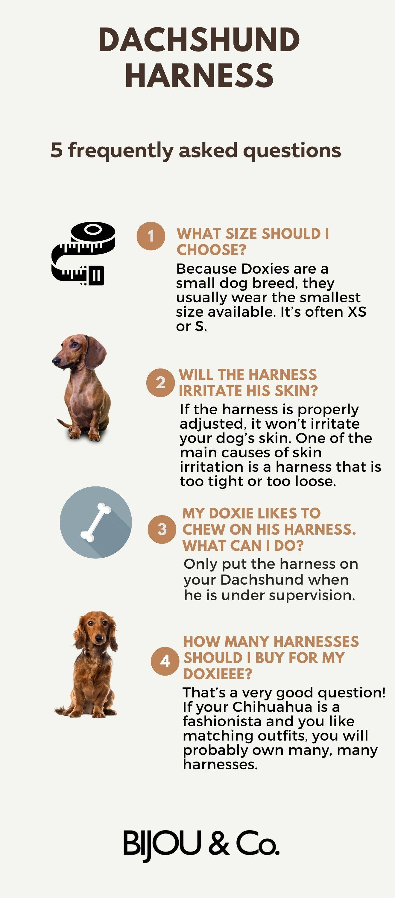 doxie harness dog