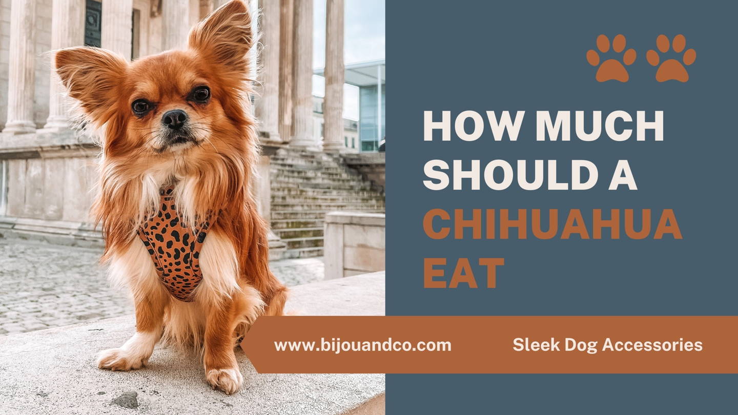 how much should a chihuahua eat