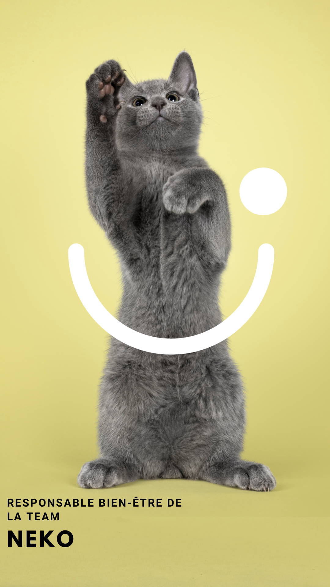 Présentation de l'équipe Nekotea Chat gris de race Neko en position debout, jouant et levant la patte, titré Responsable bien-être de la team Nekotea, sur un fond jaune lumineux avec un sourire graphique en arrière-plan. 