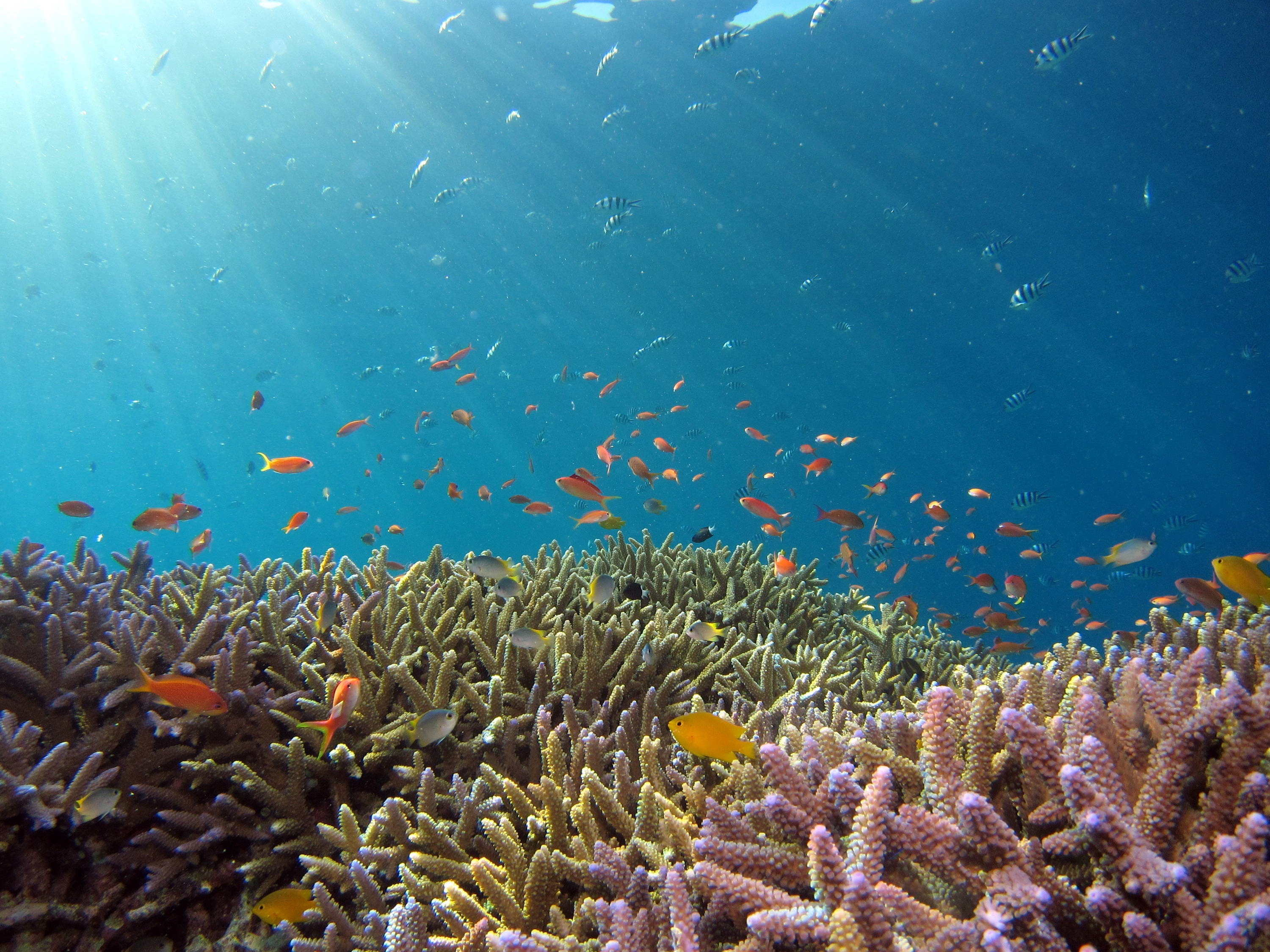 fish-underwater-ocean