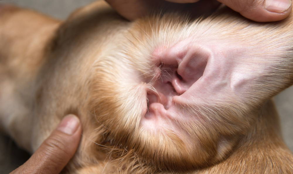 Close-up of a dog's ear showing the inner ear canal and ear flap