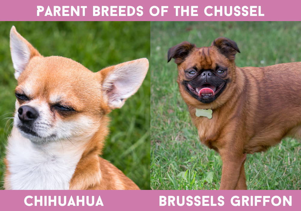 brussels griffon chihuahua mix for sale