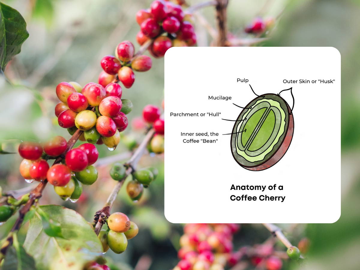 Picture of Coffee Cherry Removed from Outer Skin & Mucilage