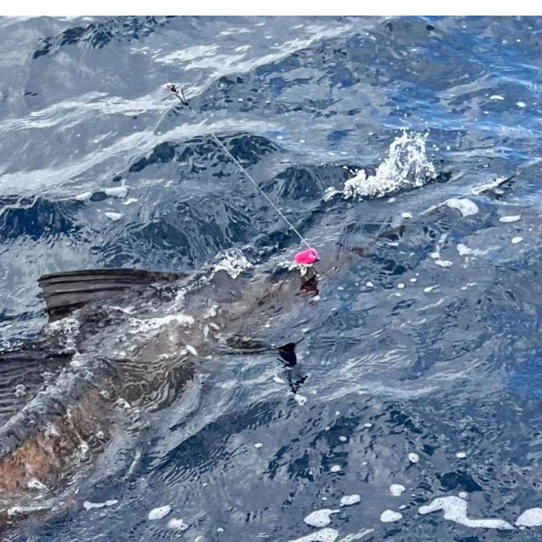 sailfish trolling rig
