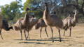 raising emus blog header