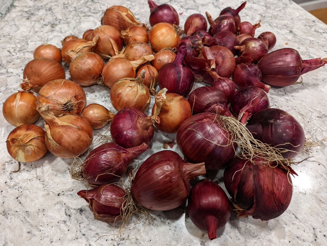 About 1/3 of the onion harvest, pretty good!