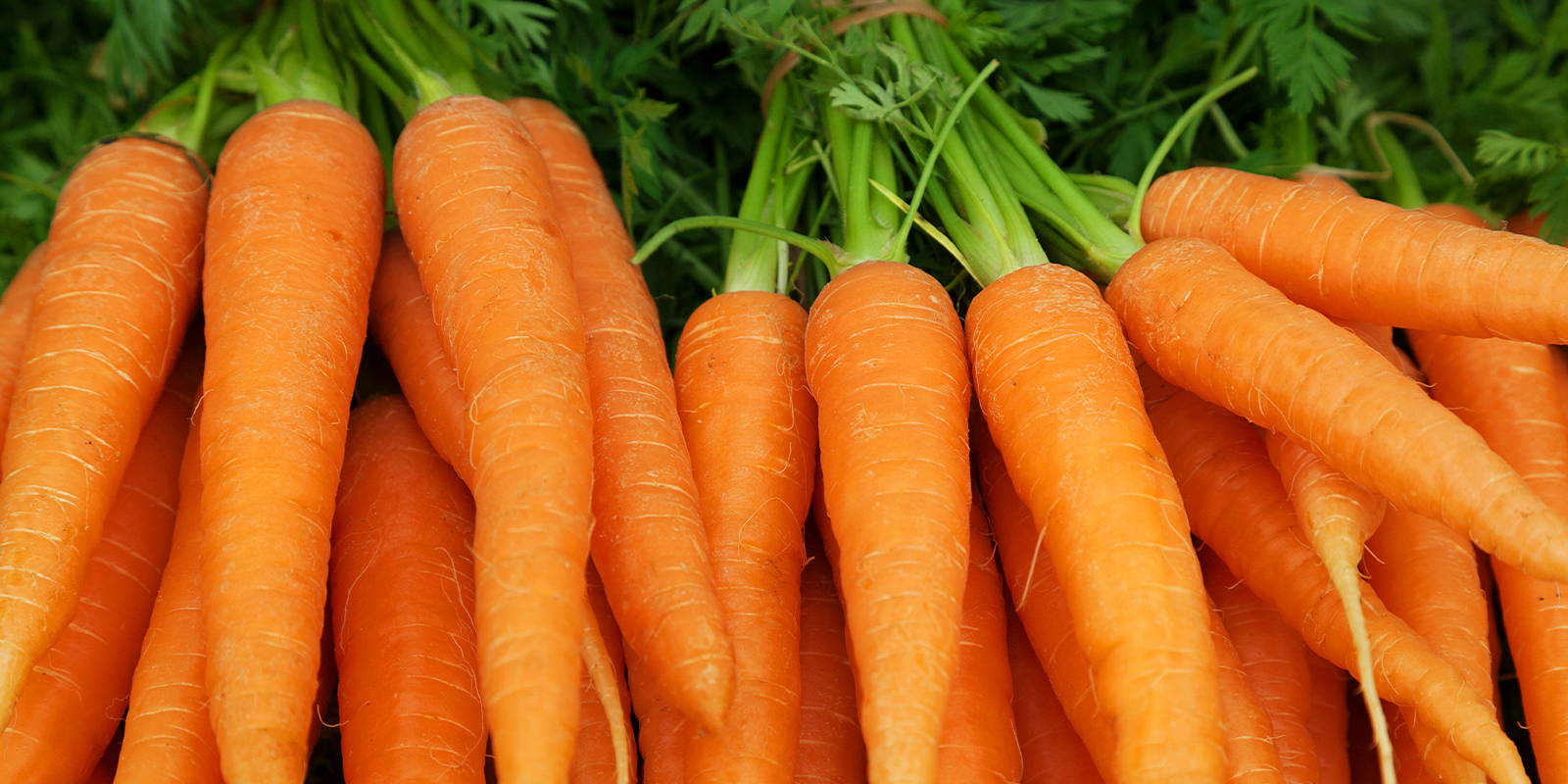 Why Carrots Are The Essential Superfood ZENB