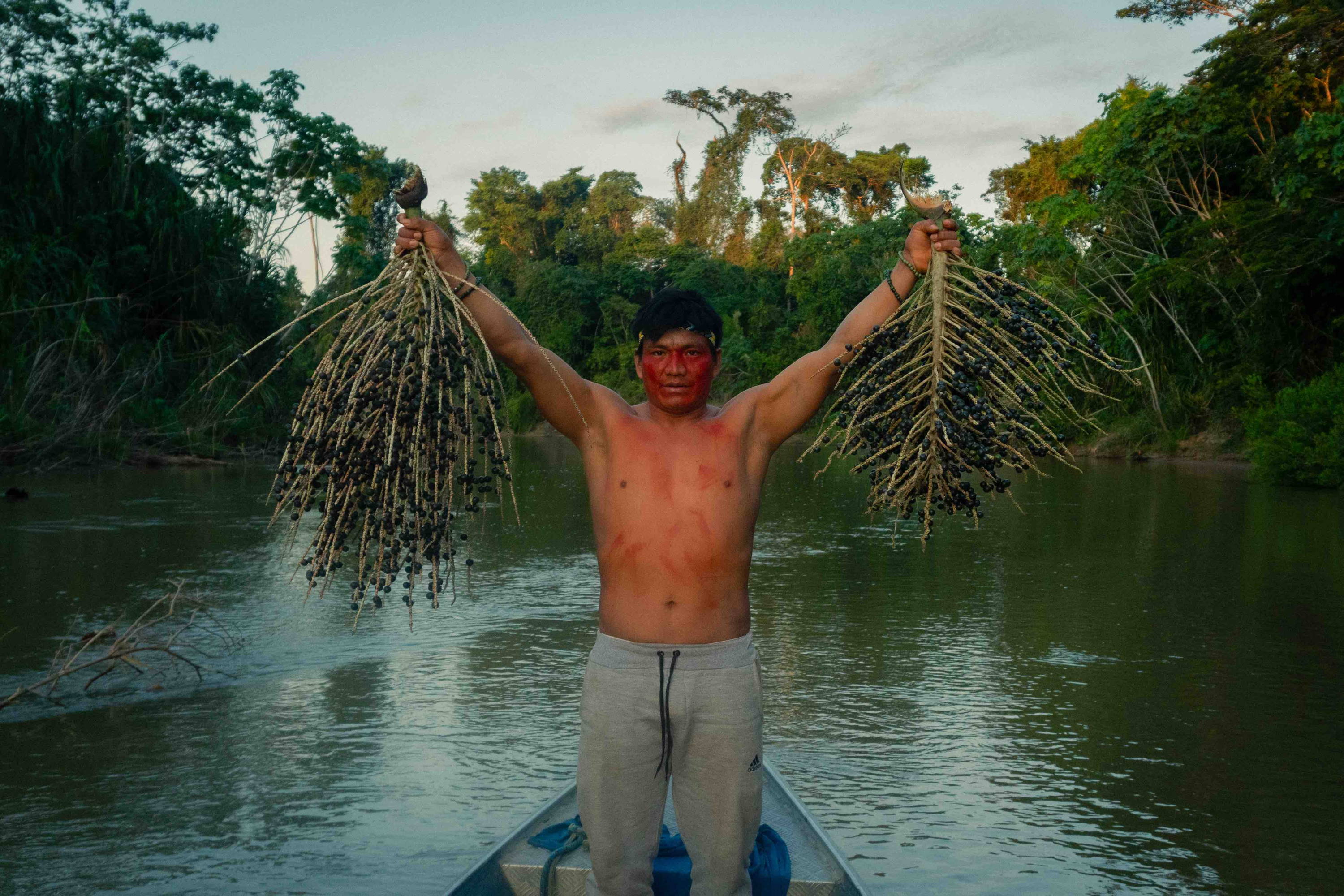 Man on boat with ácaí palm tree branches