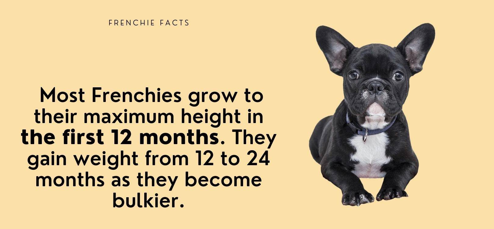 at what age does a french bulldog stop growing