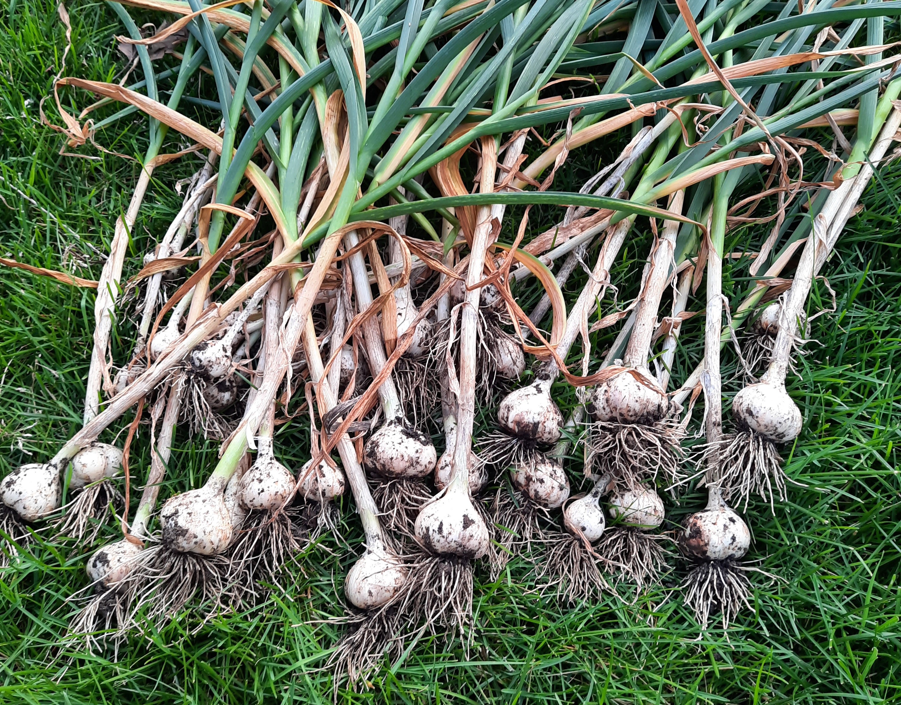 Several newly-harvested garlic plants laid out on the grass