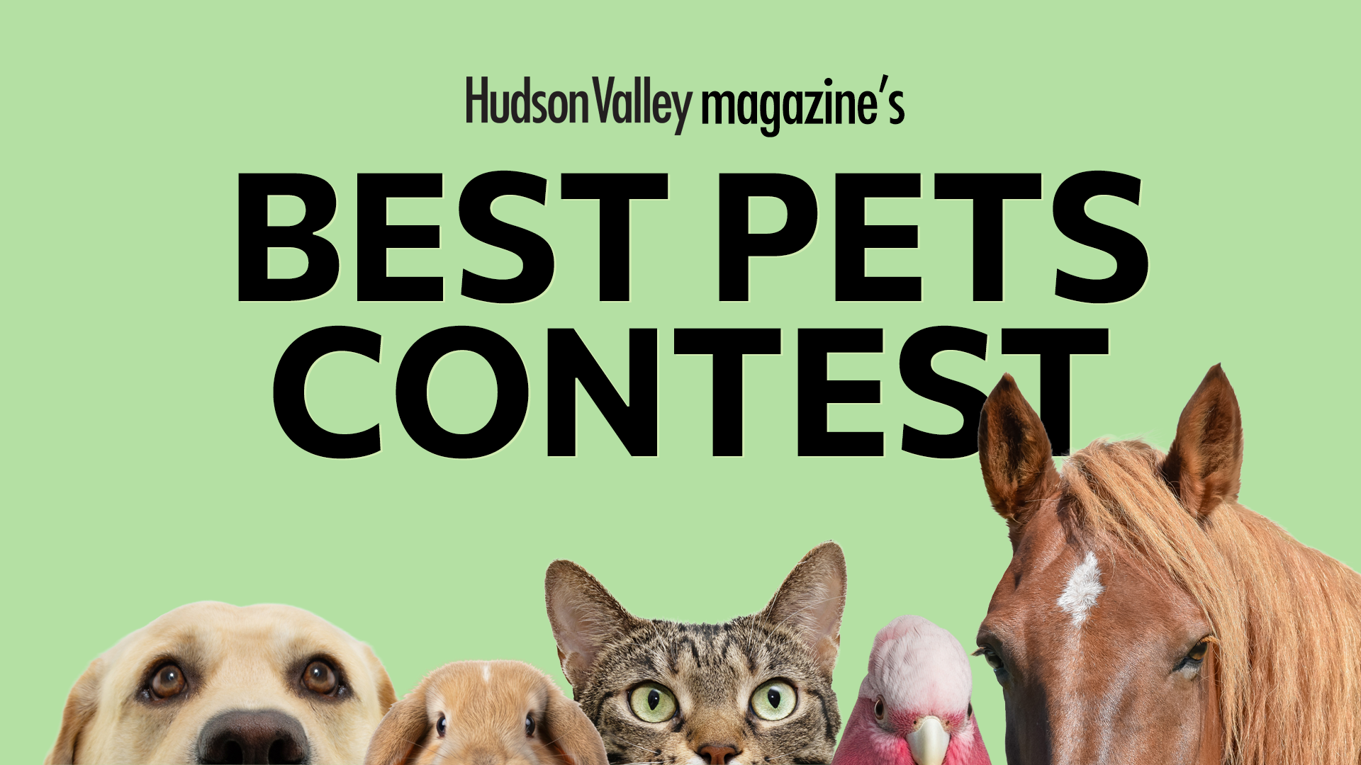 Hudson Valley S Best Pets Contest 45d150b2 9293 4c7f Bfbf 34d0aa04bea3
