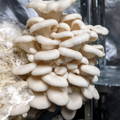 Mushrooms growing out the side of a bag