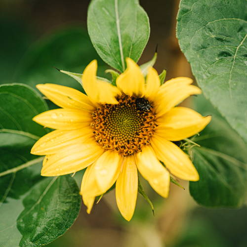 image of a sunflower