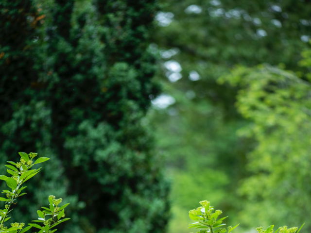 Een wijk met meer groen, bloemen en insecten