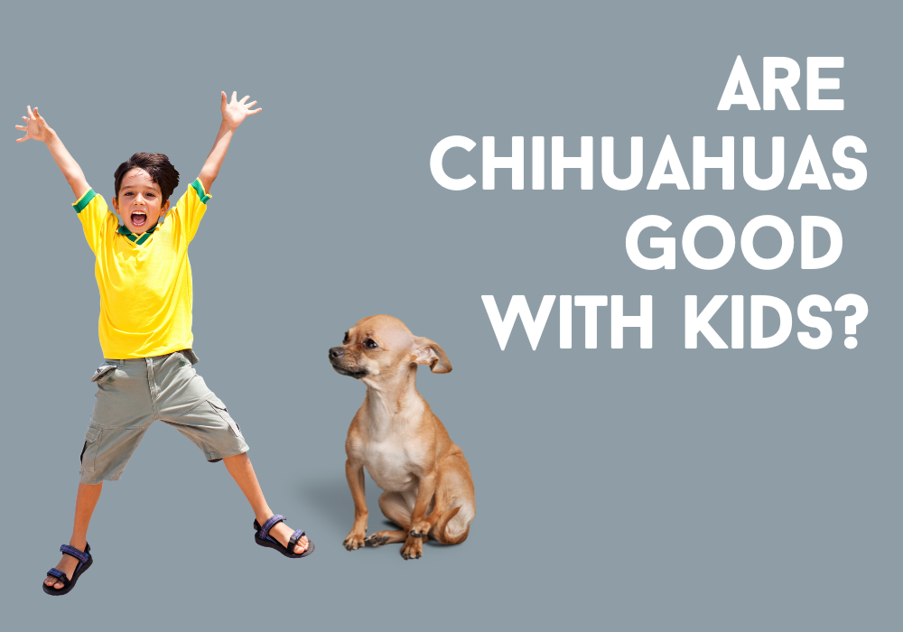 are chihuahuas good with kids