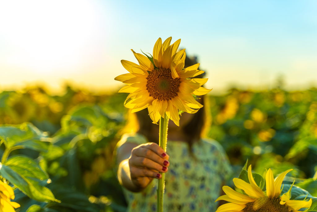 OCS: Pioneers of the Sunflower Lanyard Scheme