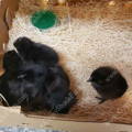 gypsy-shoals-farm-ayam-cemani-day-old-chicks