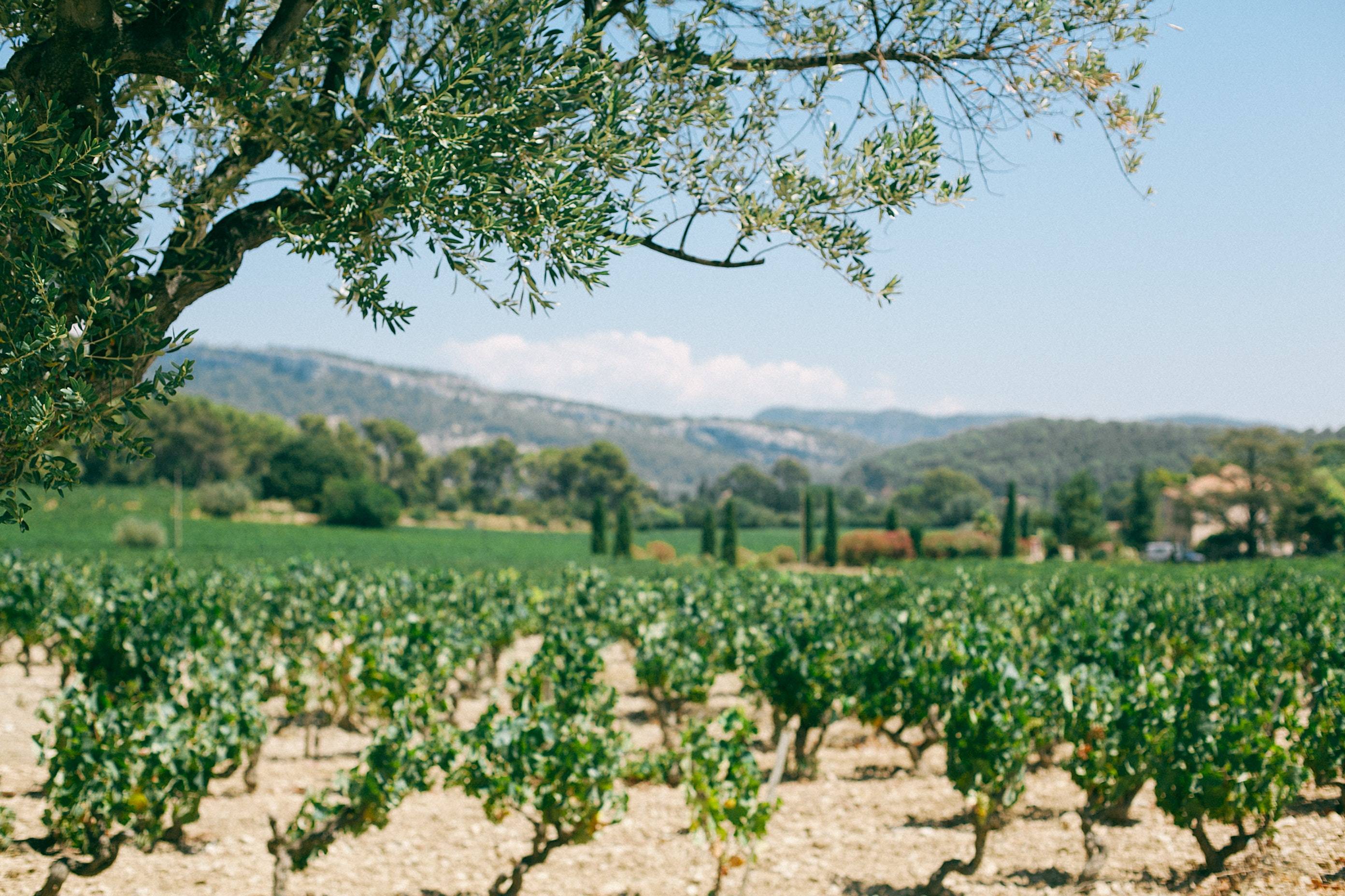 Vineyard situated in Tuscany surrounded by vines and. an olive tree.  