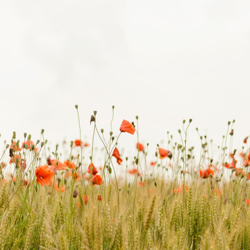 https://ucarecdn.com/460f48ad-011c-4778-bdf8-ba7d72ccfbe1/-/crop/3263x3264/830,0/-/preview/ cover
