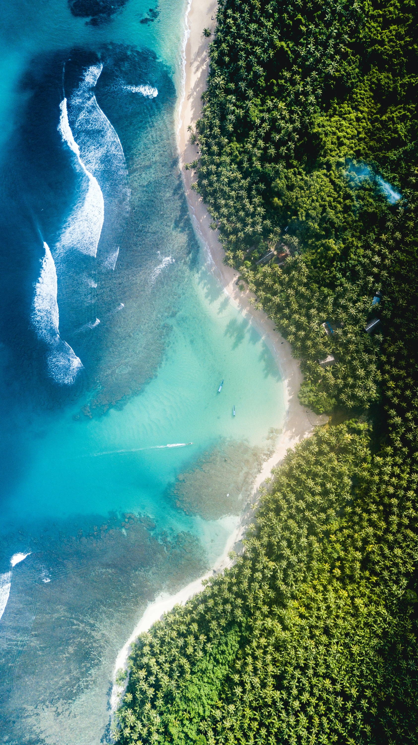 Learn about the importance of conserving mangrove ecosystems with The Forest Conservation's Charlotte Opal.