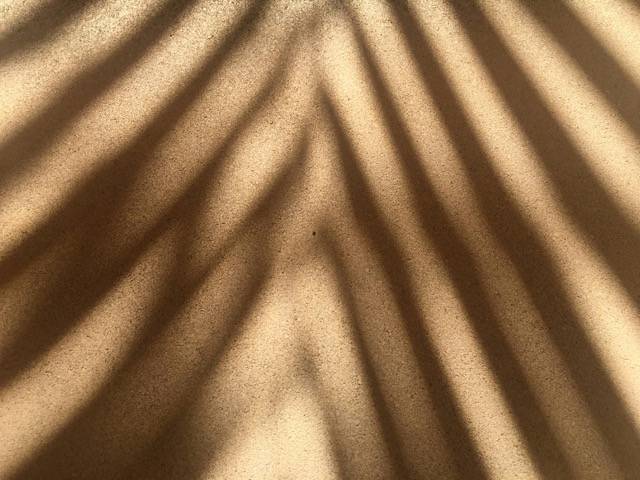 The sun casts a shadow on a palm, showing its leaf on the sand.