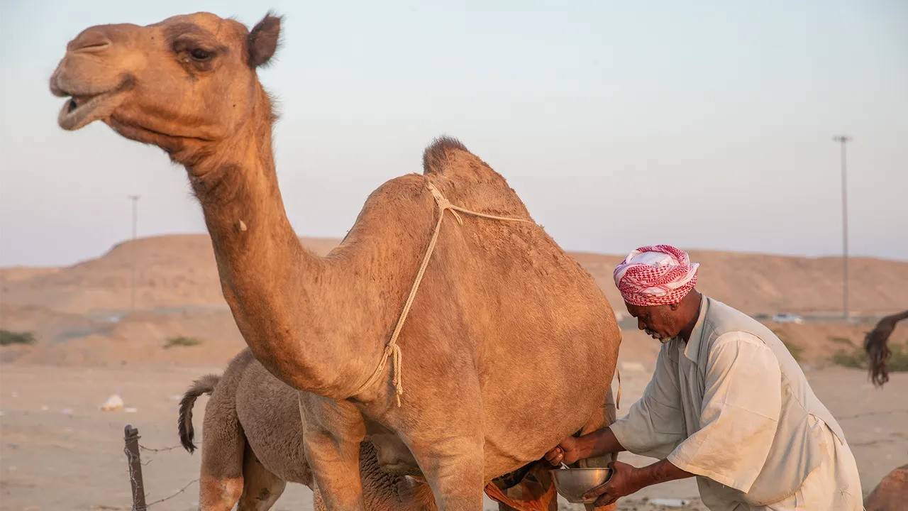Camel Milk