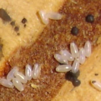 bed-bug-eggs-pictures-4