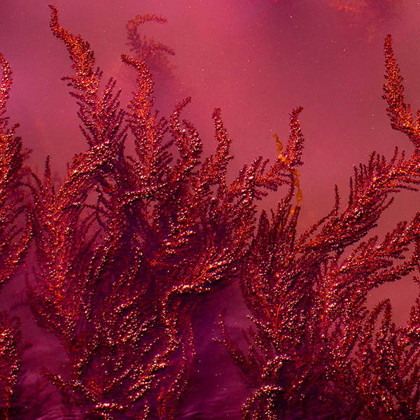 Why use CHONDRUS CRISPUS?