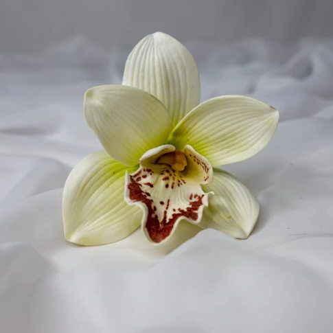 White/Burgundy Cymbidium Flowerhead ( 6 Pack ) - Realistic Artificial Flowers - Image 2