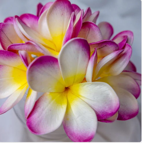 White Fuchsia Frangipani Flowerhead (6 Pack) - Realistic Artificial Flowers - Image 3
