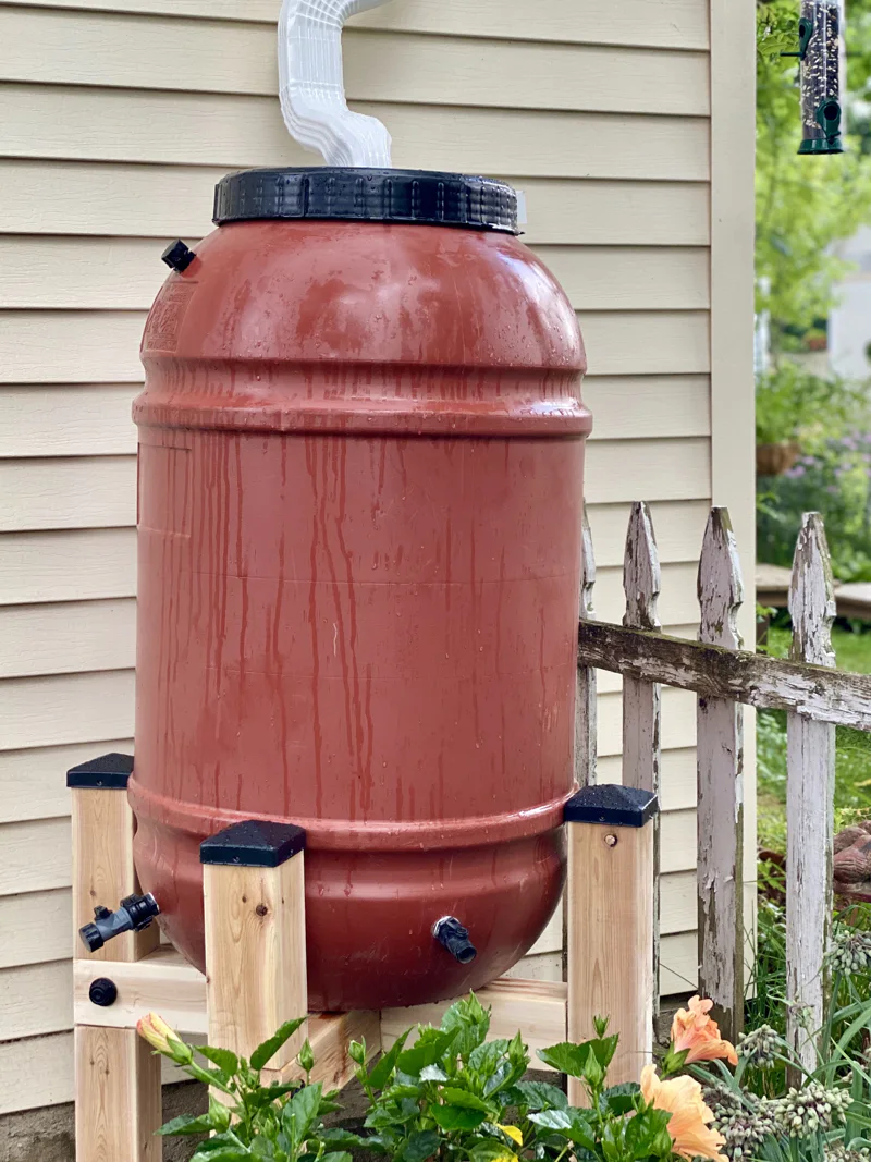 Rain barrel connected to a house downspout