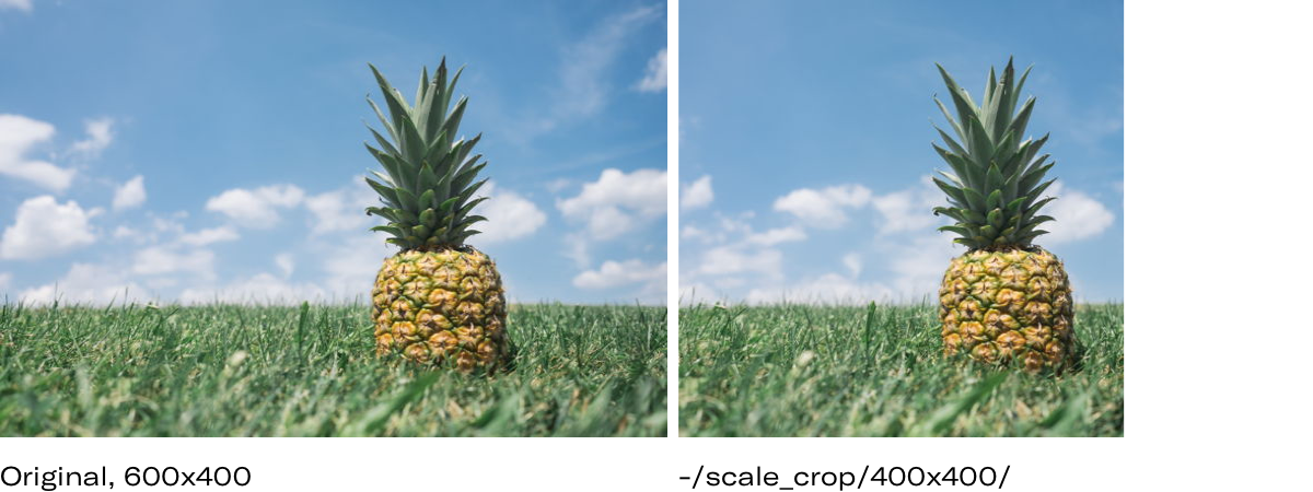 Scale crop