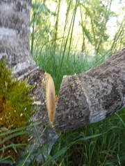 Pruning on a Walnut