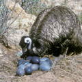 male-emu-incubating-eggs-naturally male-emu-incubating-eggs-naturally