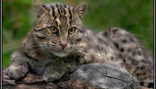 tiergarten nürnberg fischkatze derlandschaftszoo beckmannuwe