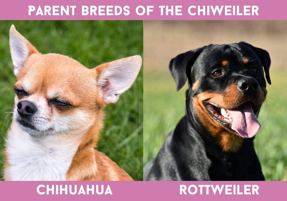 chihuahua rottweiler mix