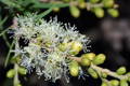 melaleuca