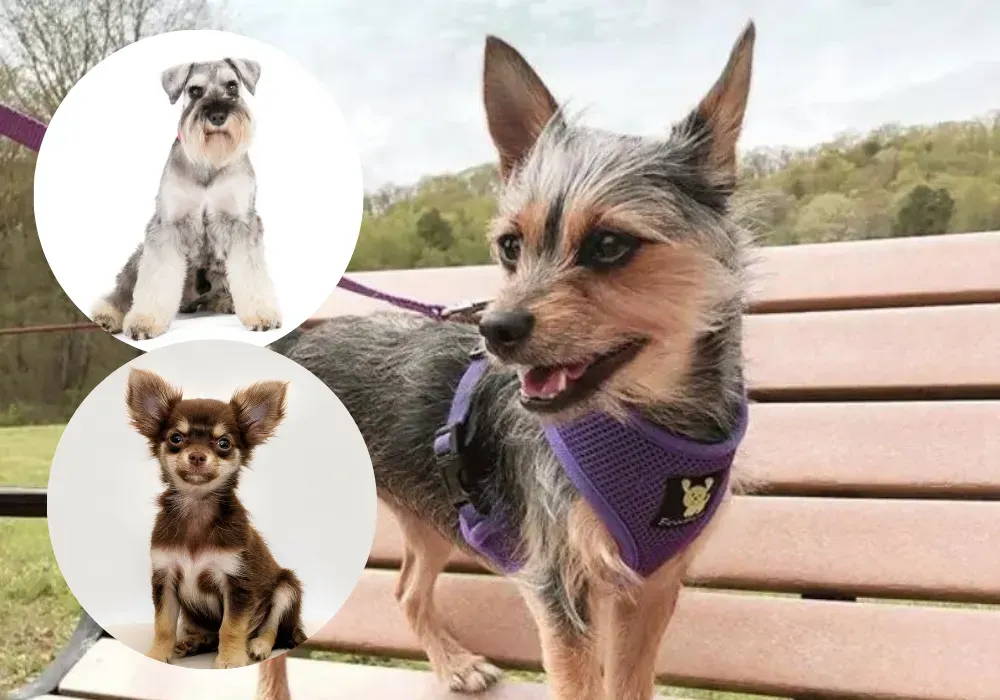 schnauzer and chihuahua mix