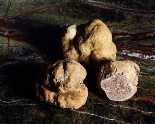 Tour enogastronomici Piazze: Alla ricerca del pregiato tartufo bianco nel bosco