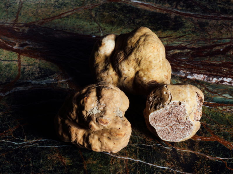 Tour enogastronomici Piazze: Alla ricerca del pregiato tartufo bianco nel bosco 