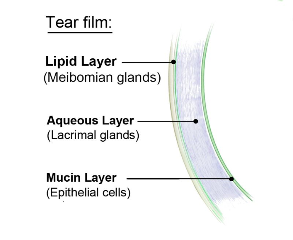 Layers of the tear film on our cornea