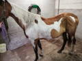 Painted horse brown white before BCS MIX
