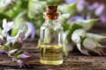 Clary Sage Essential Oil