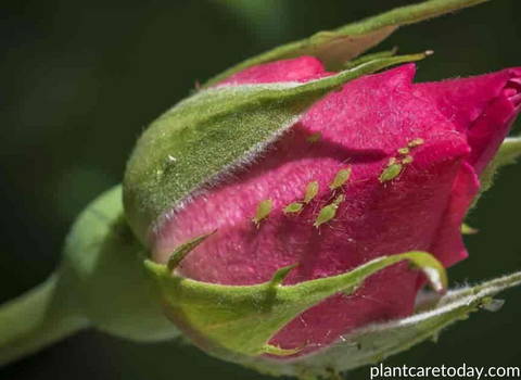 aphids-on-rose-plant