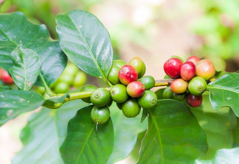 コーヒーの木（果実付き） 10号　170センチ コーヒーの木【果樹苗 9cmポット実生苗／1個】｜ 【植物のITANSE
