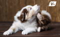 Dog itching his skin