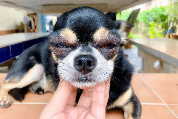 Conjunctivitis in Chihuahuas