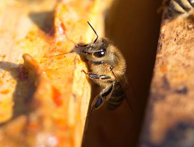 Links auf dem Rähmchen ist Propolis zu sehen. Die Bienen überziehen alle Oberflächen im Bienenstock mit Propolis